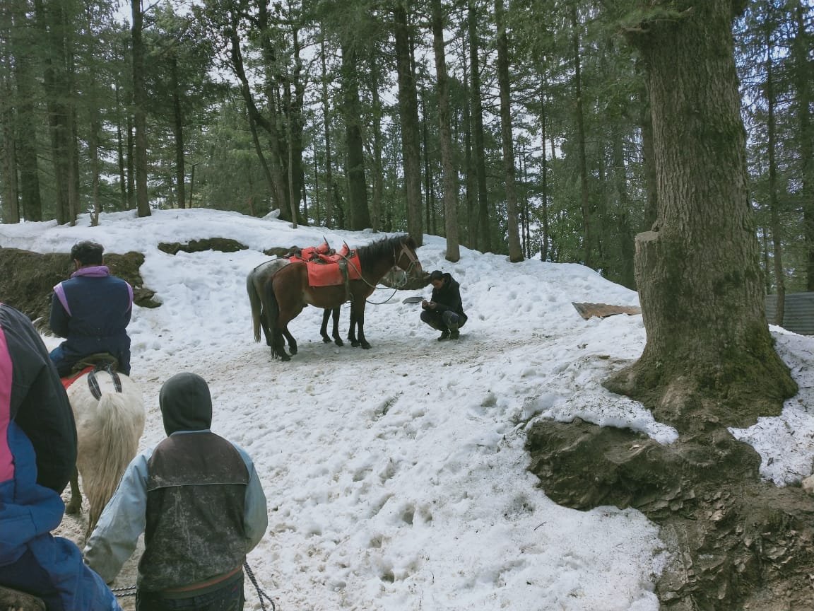 Horse Riding at Kufri Hills: A Snowy Paradise Near Shimla
